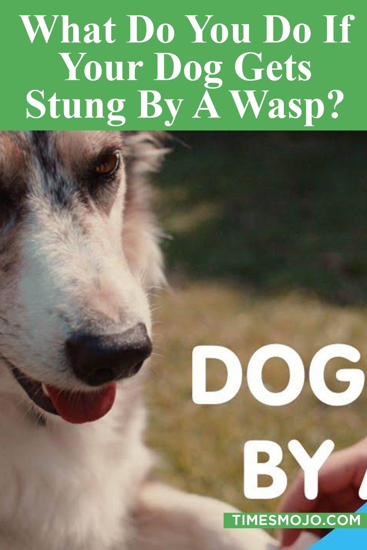 What Do You Do If Your Dog Gets Stung By A Wasp