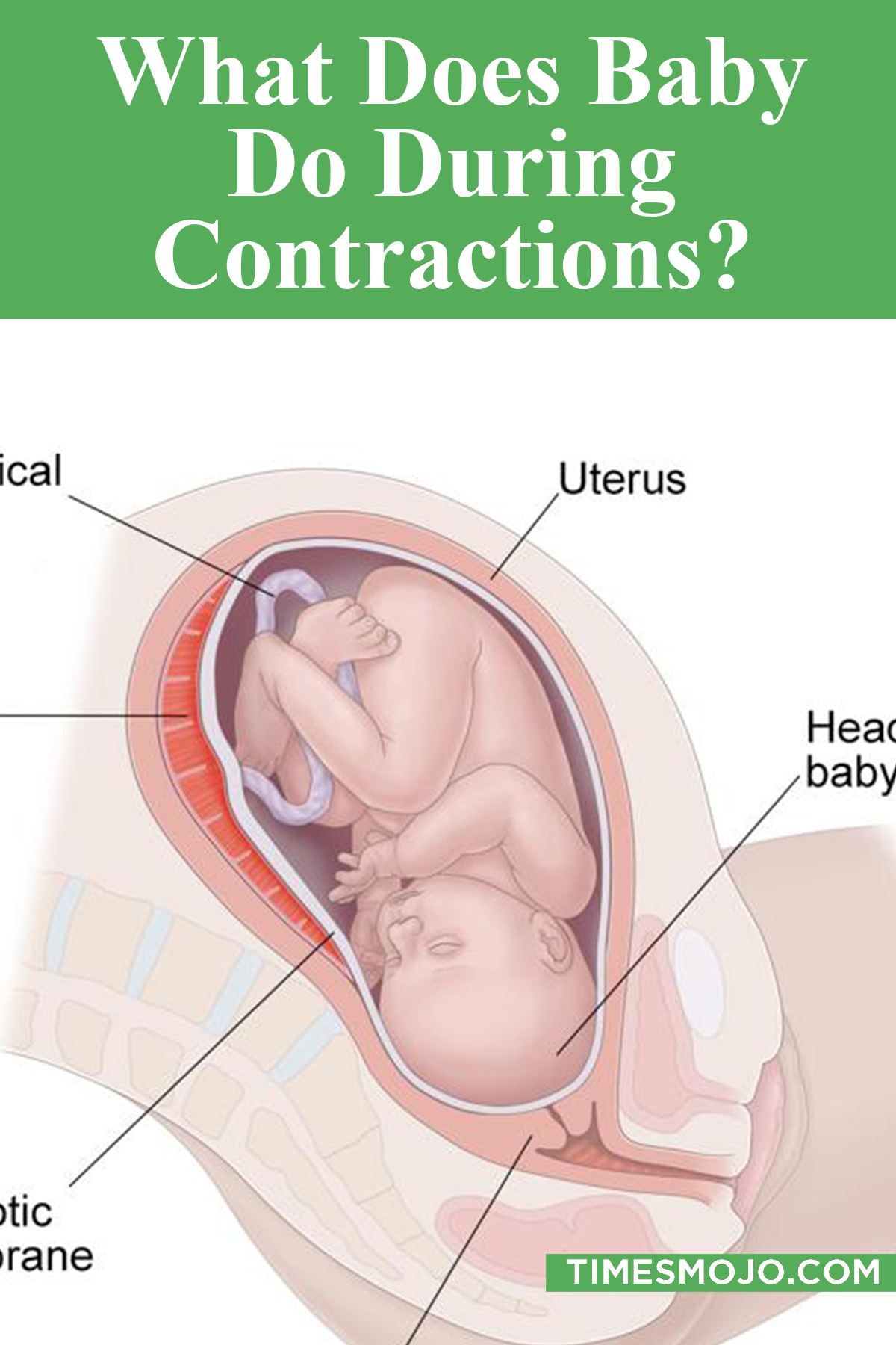 What Does Baby Do During Contractions