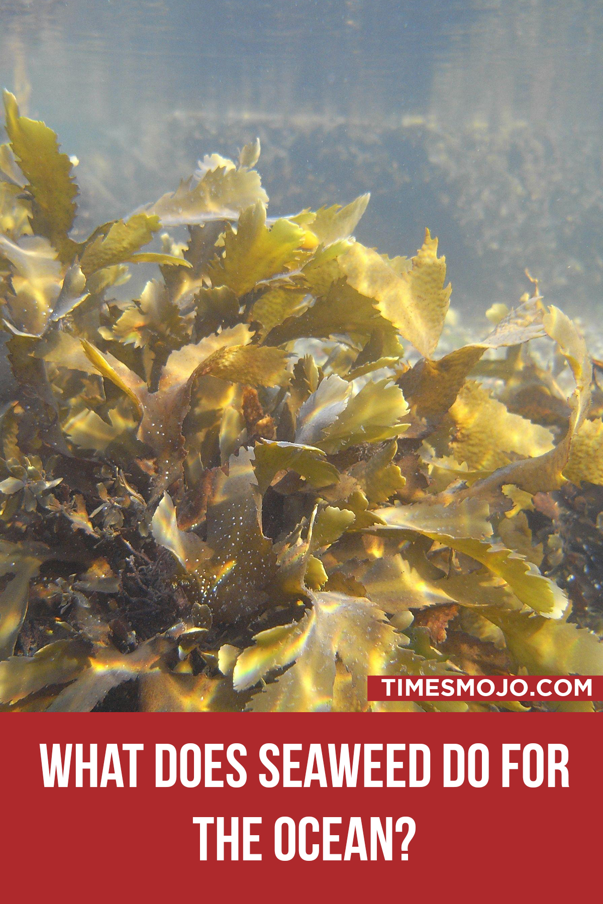 What Does Seaweed Do For The Ocean