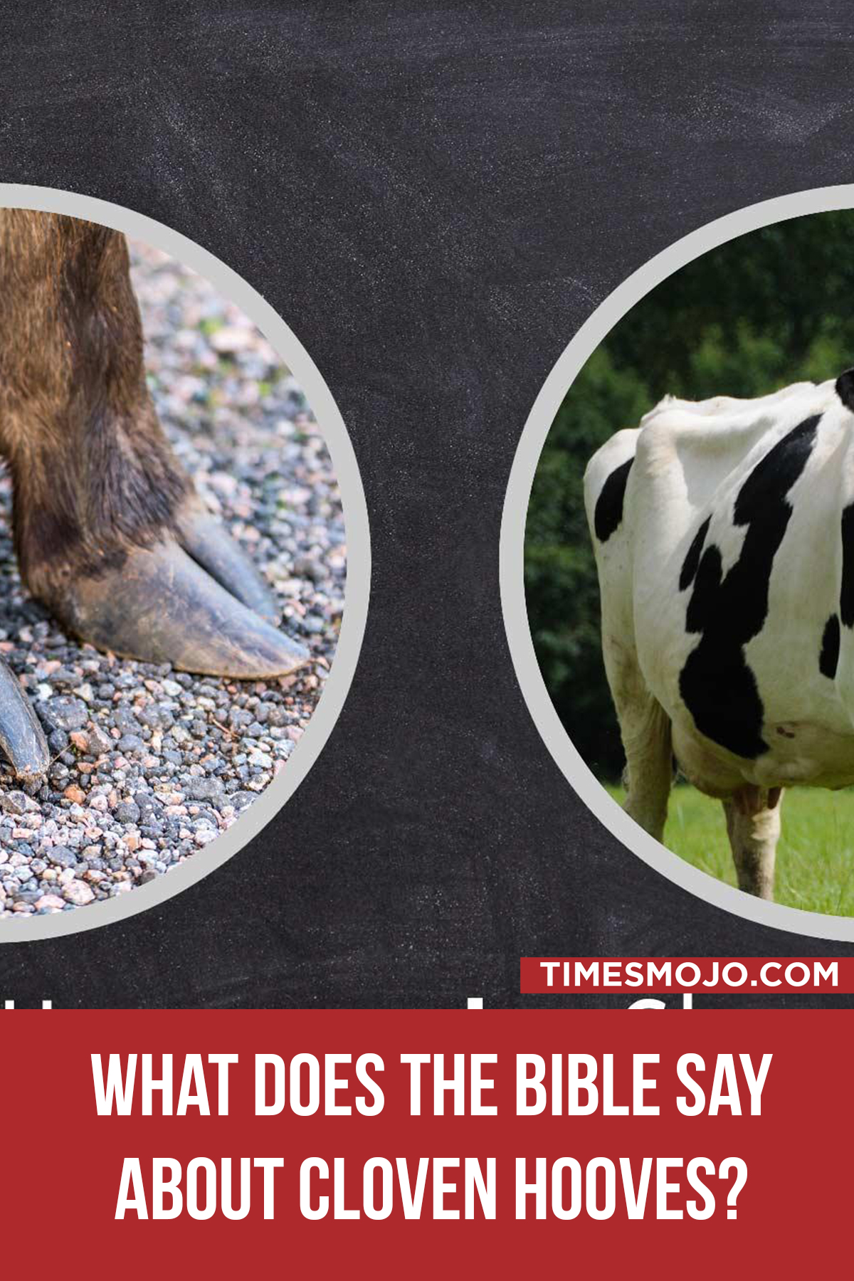 What does the Bible say about cloven hooves? - TimesMojo