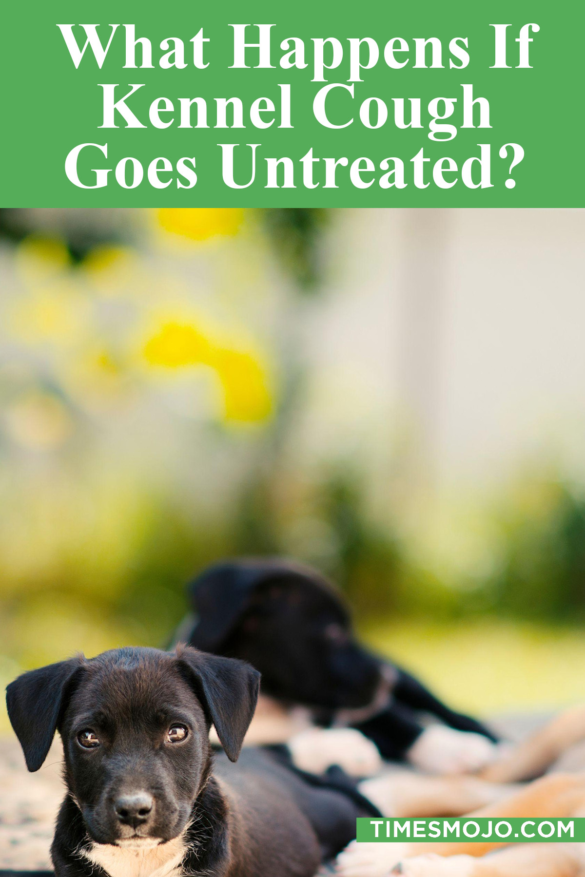 What happens if kennel cough goes untreated? TimesMojo