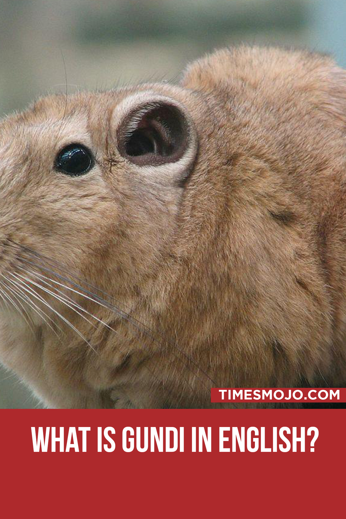 What Is Gundi In English