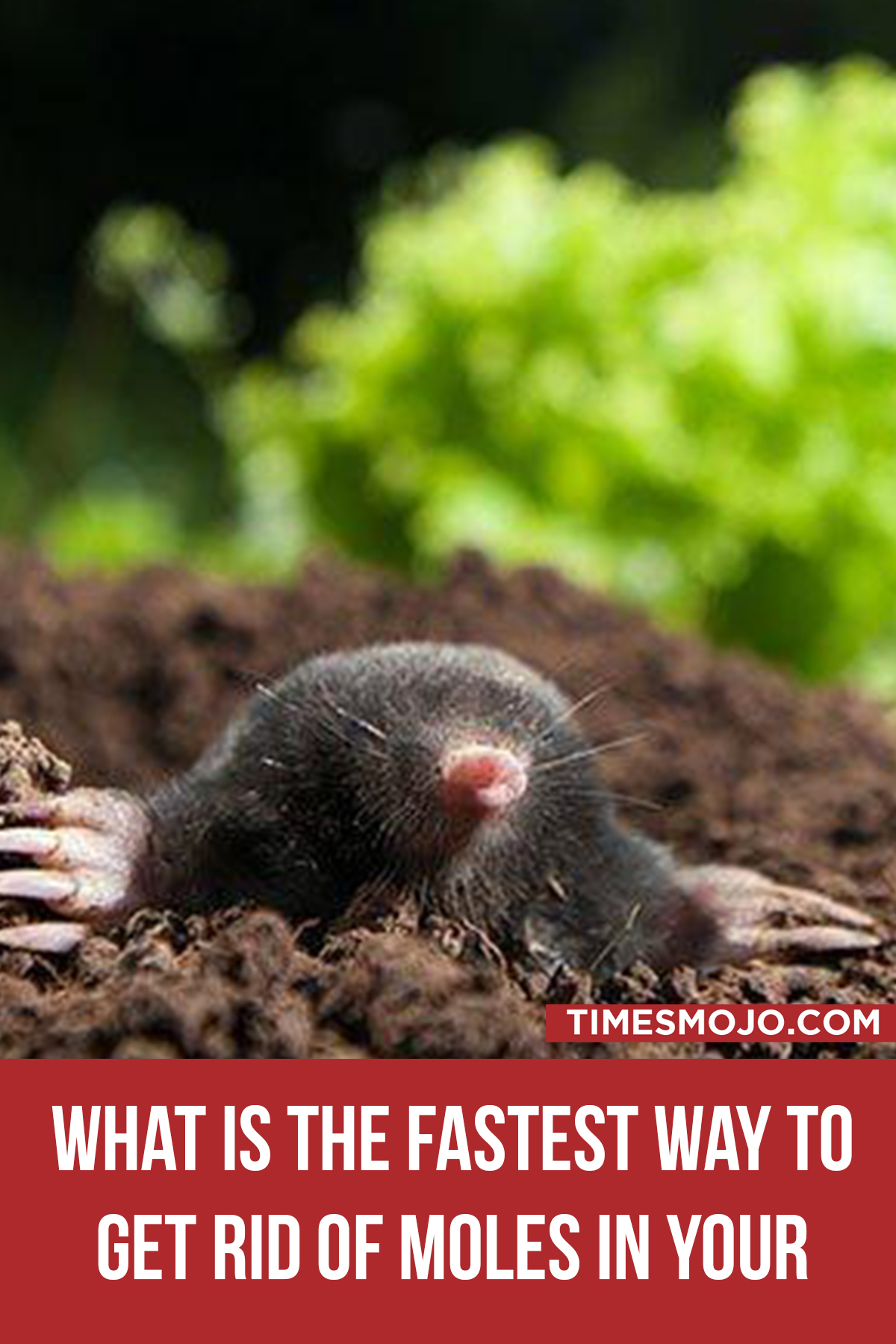 What Is The Fastest Way To Get Rid Of Moles In Your Yard