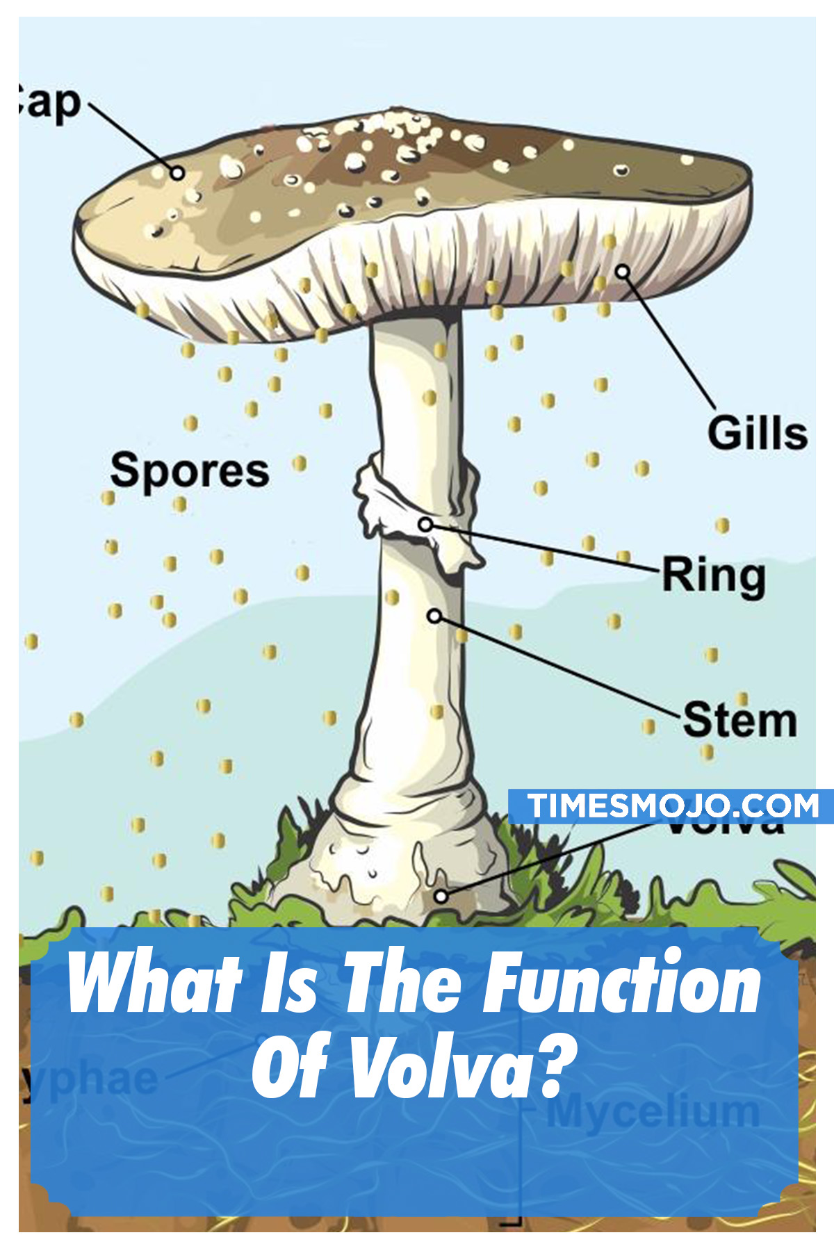 What Is The Function Of Volva