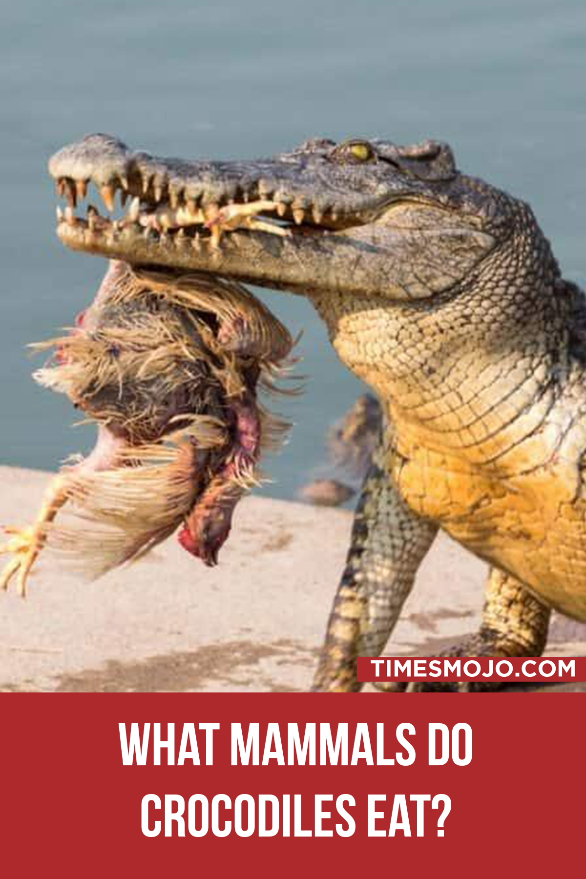 What Mammals Do Crocodiles Eat