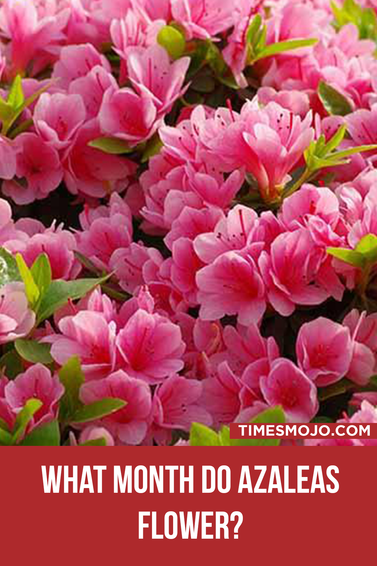 what-month-do-azaleas-flower-timesmojo