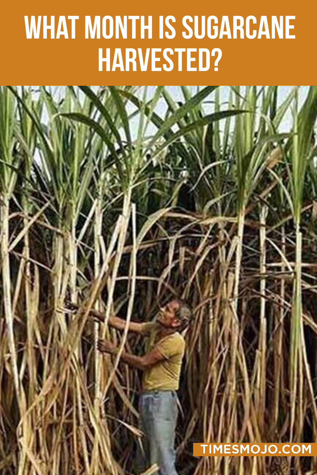 What Month Is Sugarcane Harvested