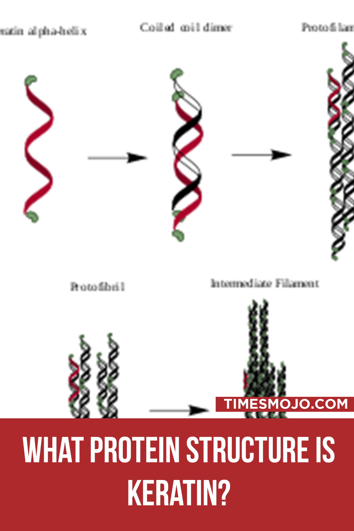 What Protein Structure Is Keratin