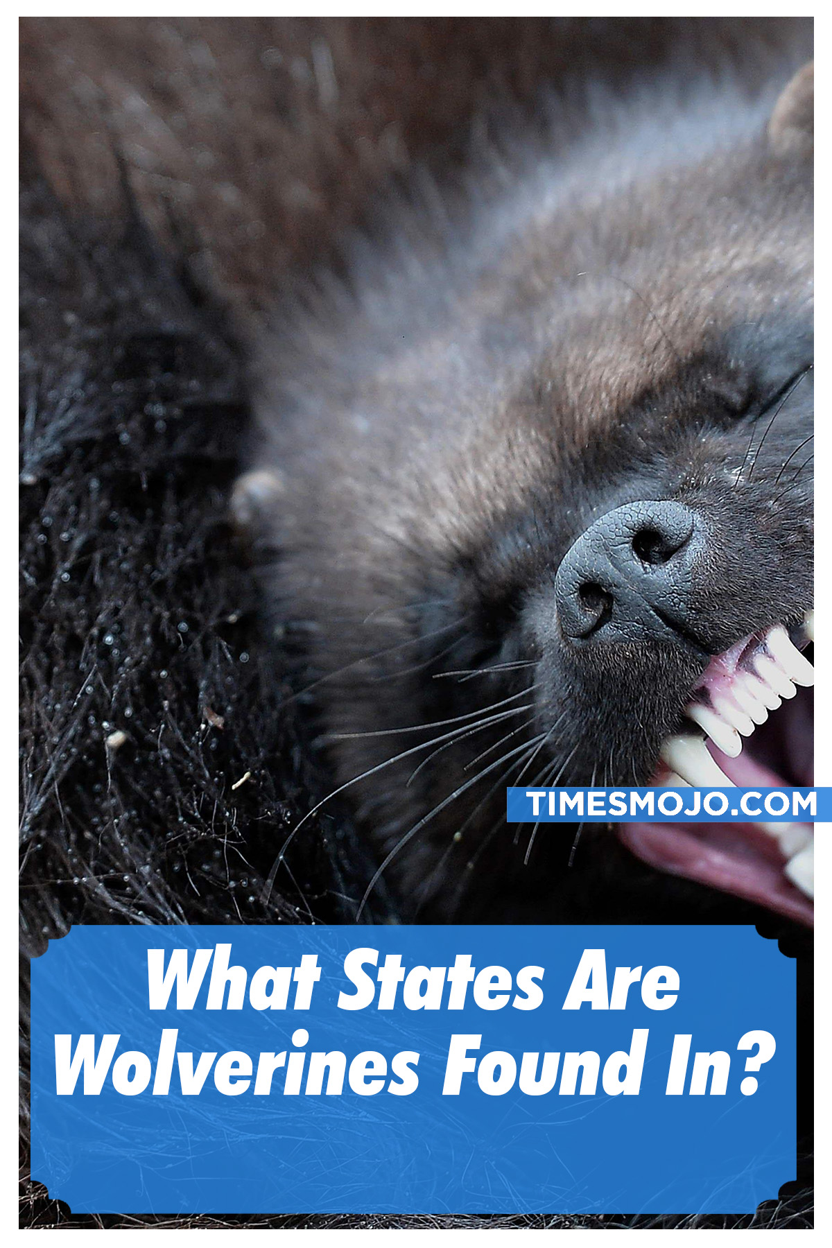 What States Are Wolverines Found In