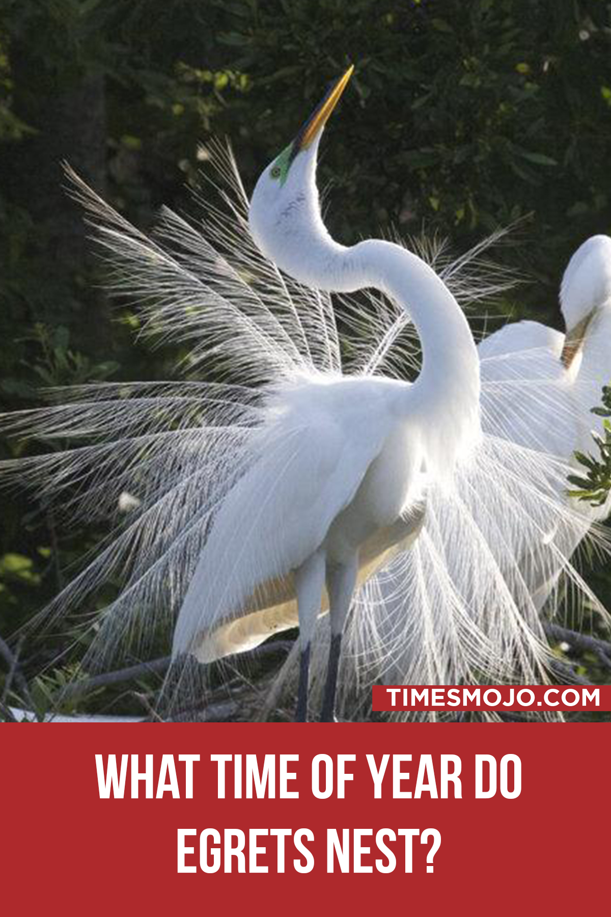 What Time Of Year Do Egrets Nest