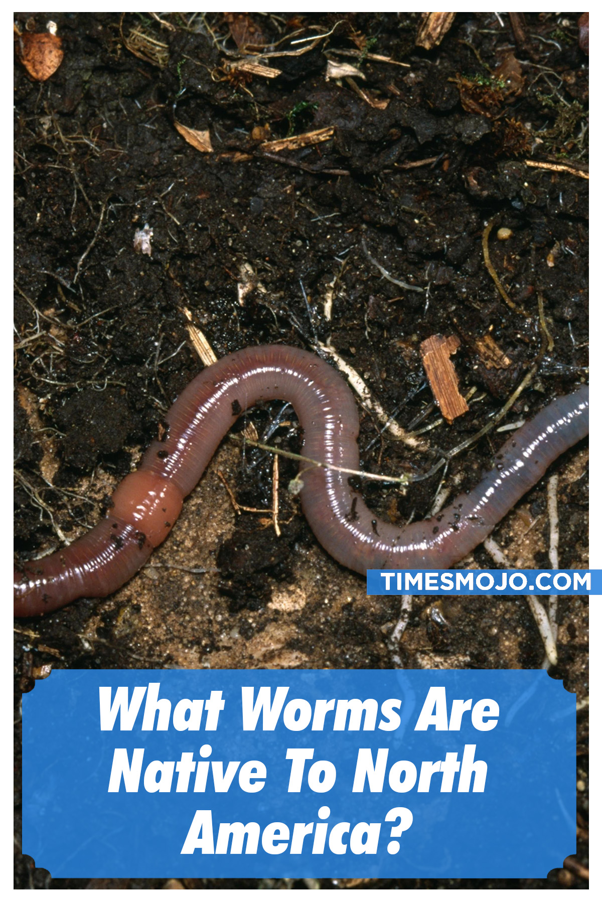 What Worms Are Native To North America