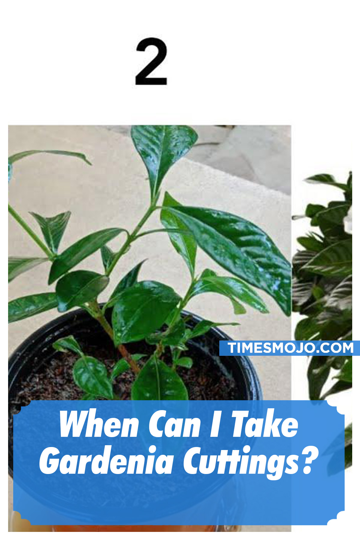 When Can I Take Gardenia Cuttings