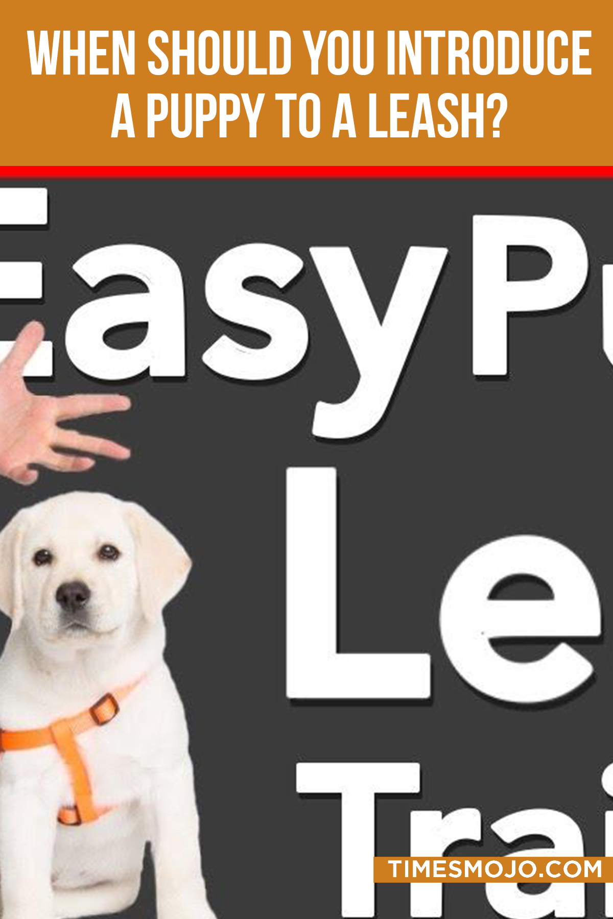 When Should You Introduce A Puppy To A Leash