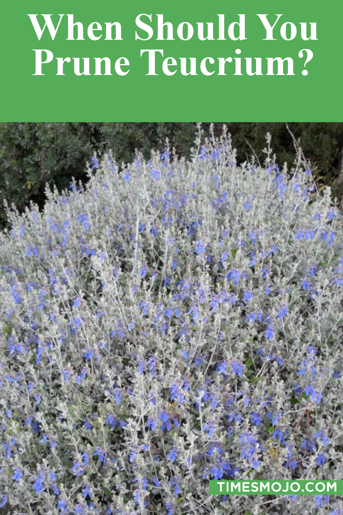 When Should You Prune Teucrium