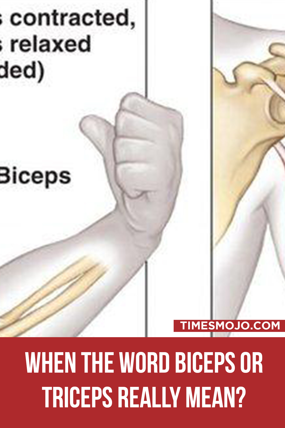 When The Word Biceps Or Triceps Really Mean