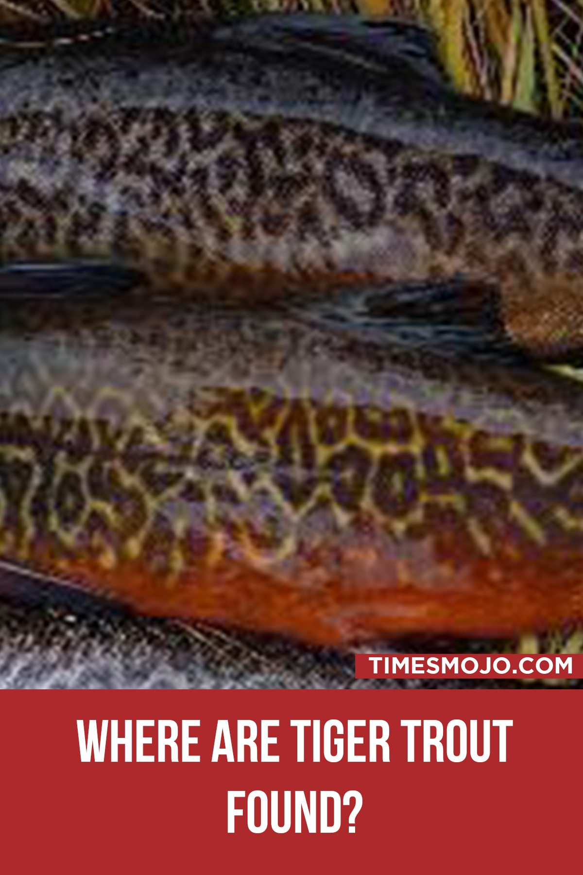 Where Are Tiger Trout Found