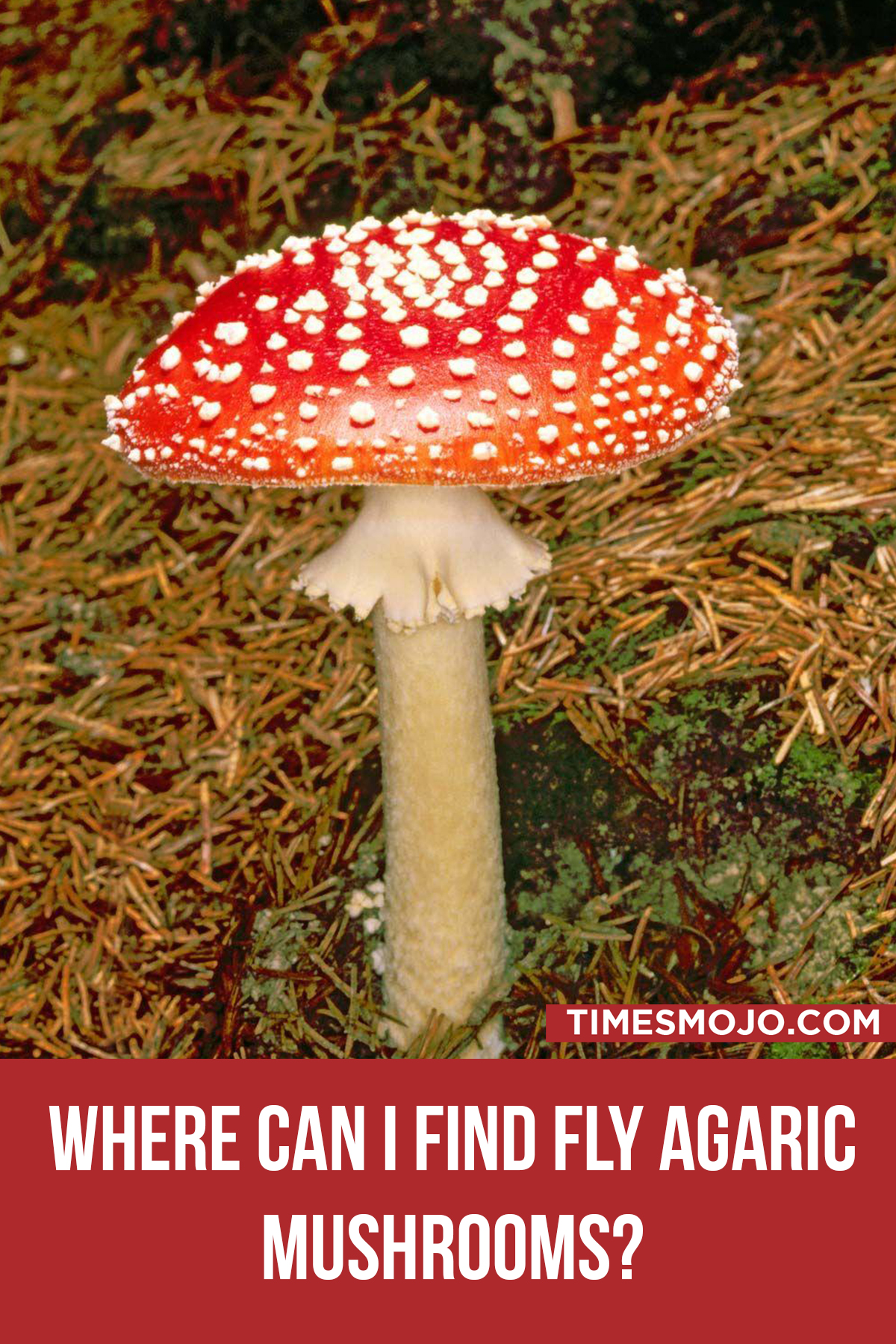 Where Can I Find Fly Agaric Mushrooms