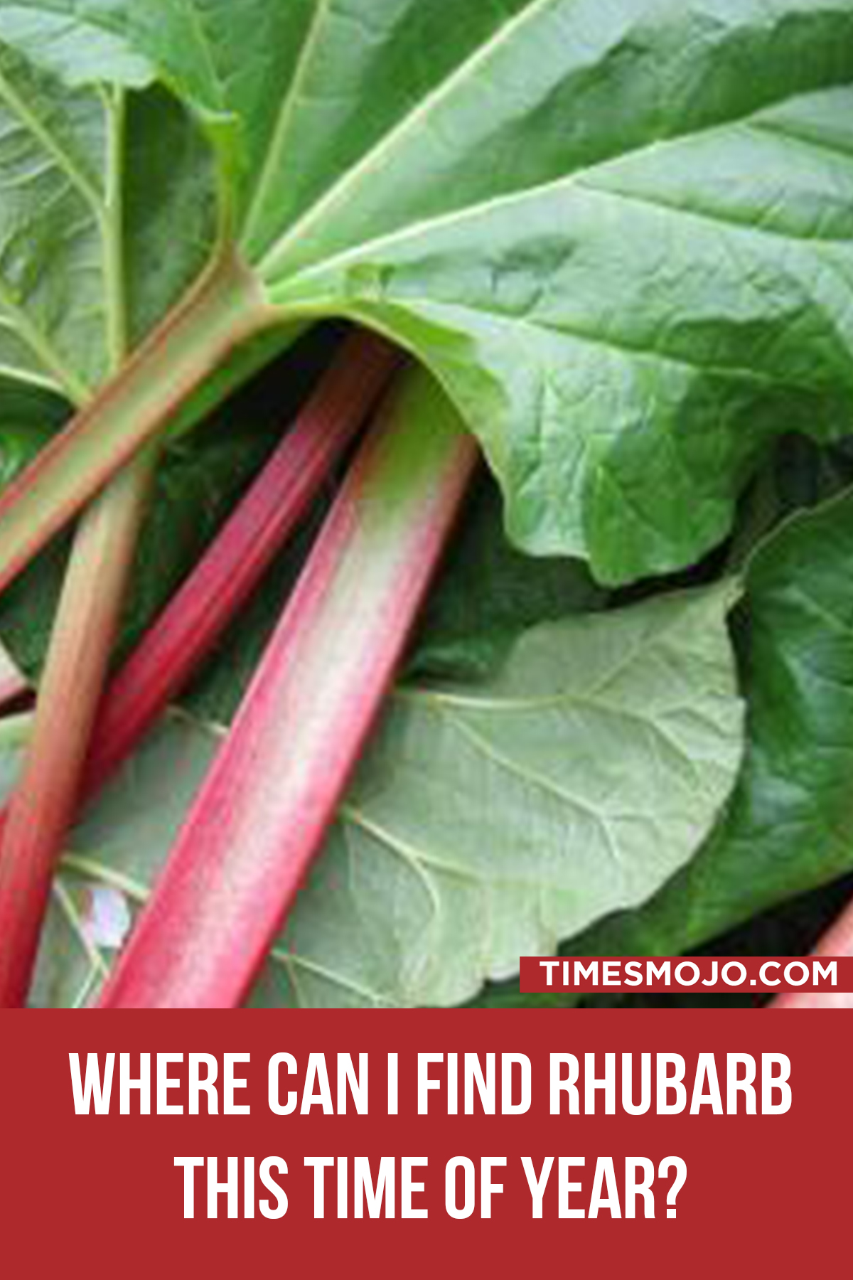 Where Can I Find Rhubarb This Time Of Year