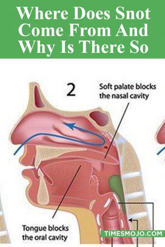 where-does-snot-come-from-and-why-is-there-so-much-timesmojo