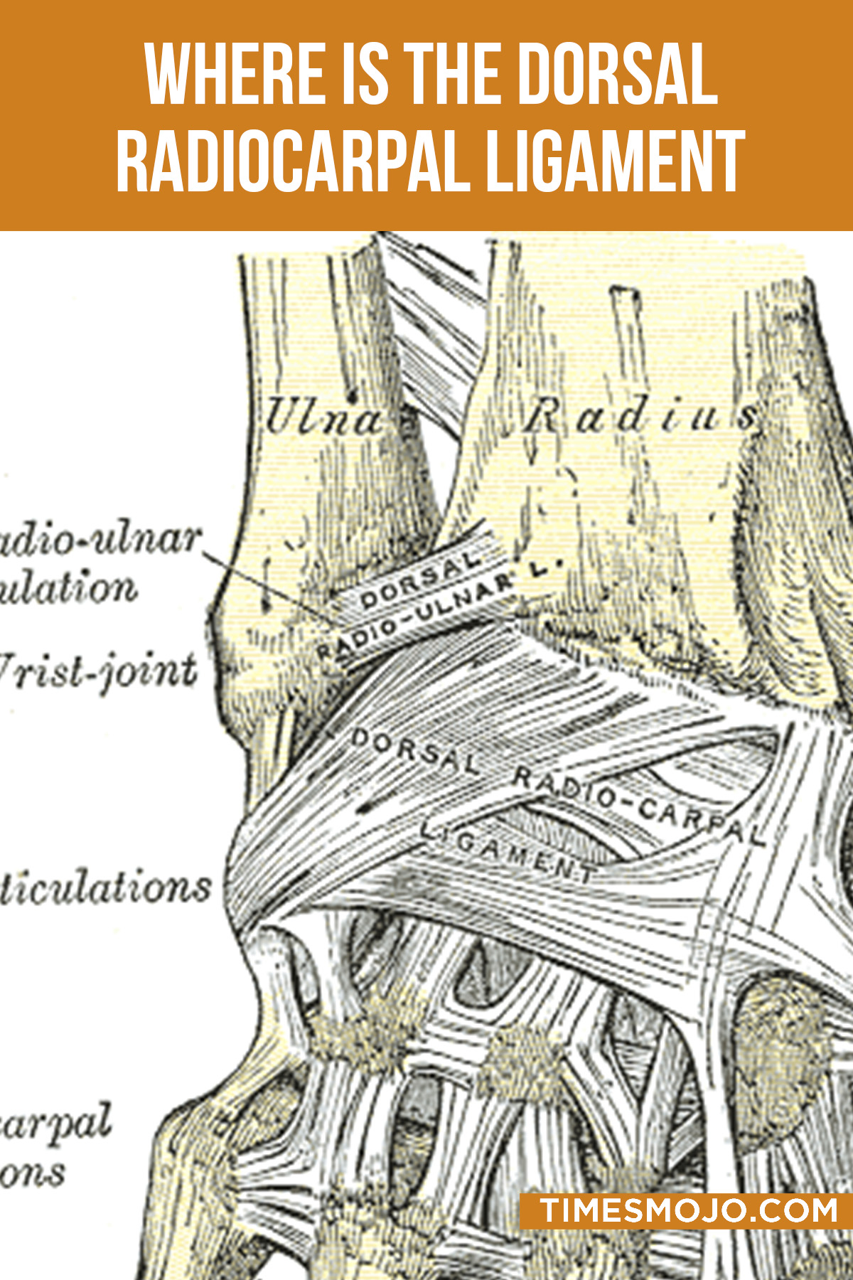 Where Is The Dorsal Radiocarpal Ligament Located