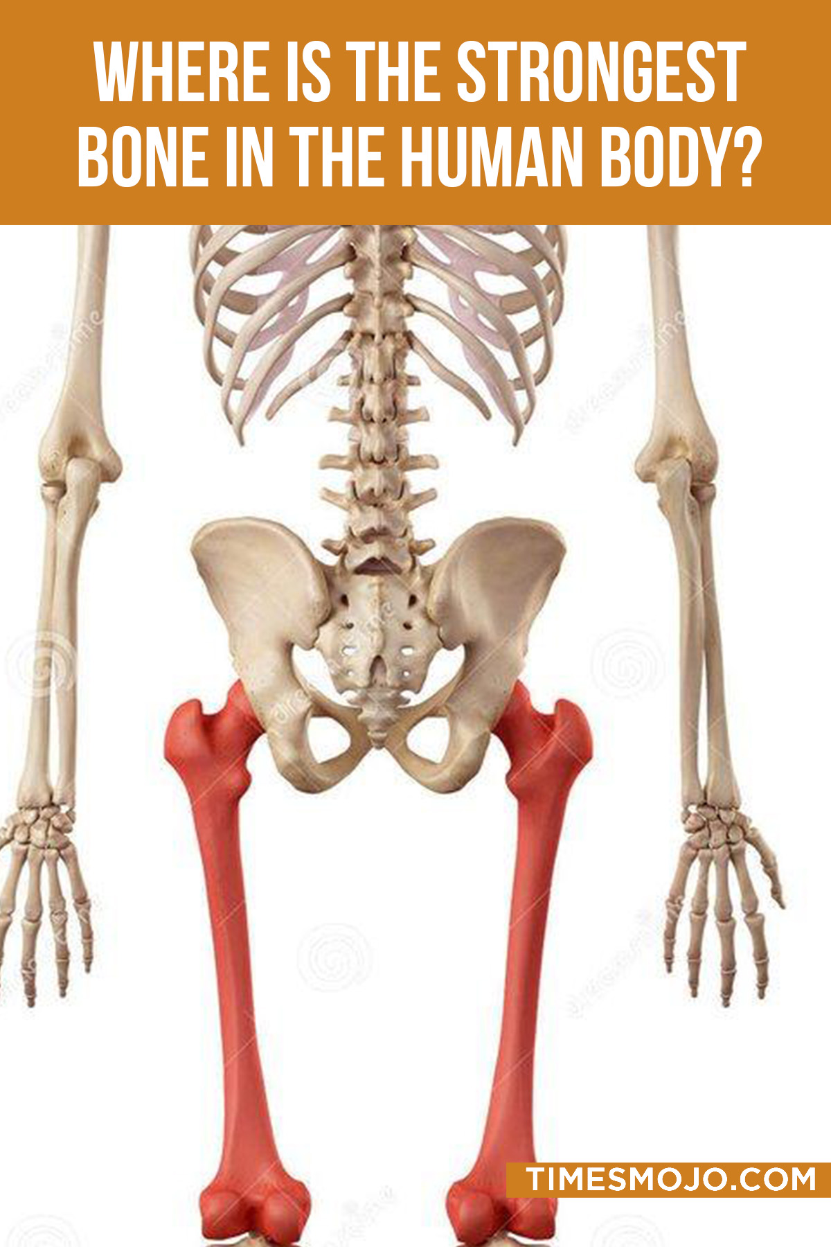 Where Is The Strongest Bone In The Human Body