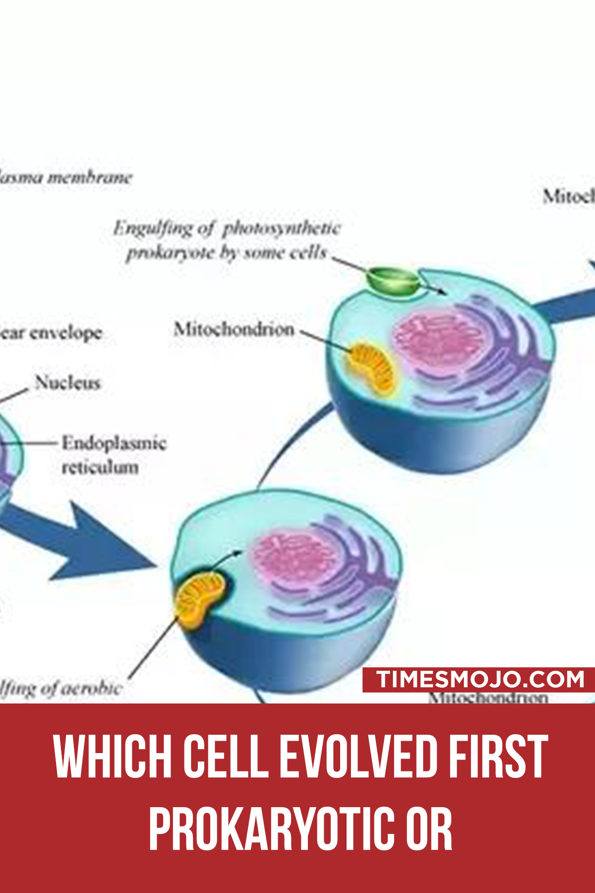 Which Cell Evolved First Prokaryotic Or Eukaryotic