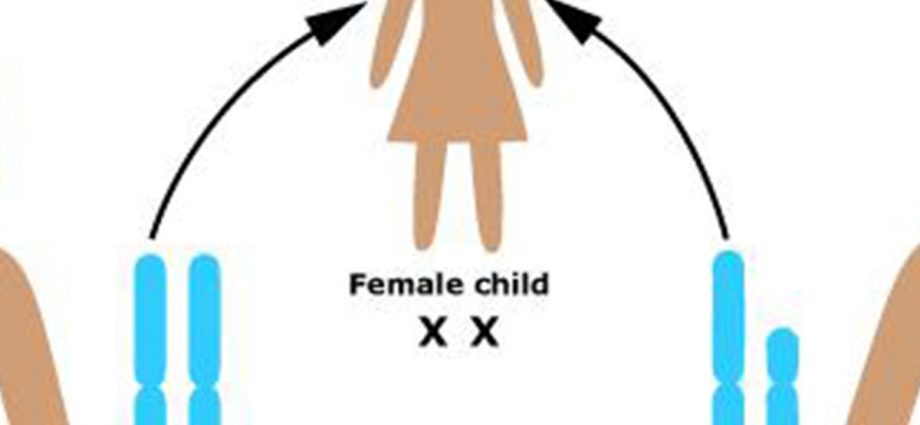Which Chromosome Is Responsible For Gender