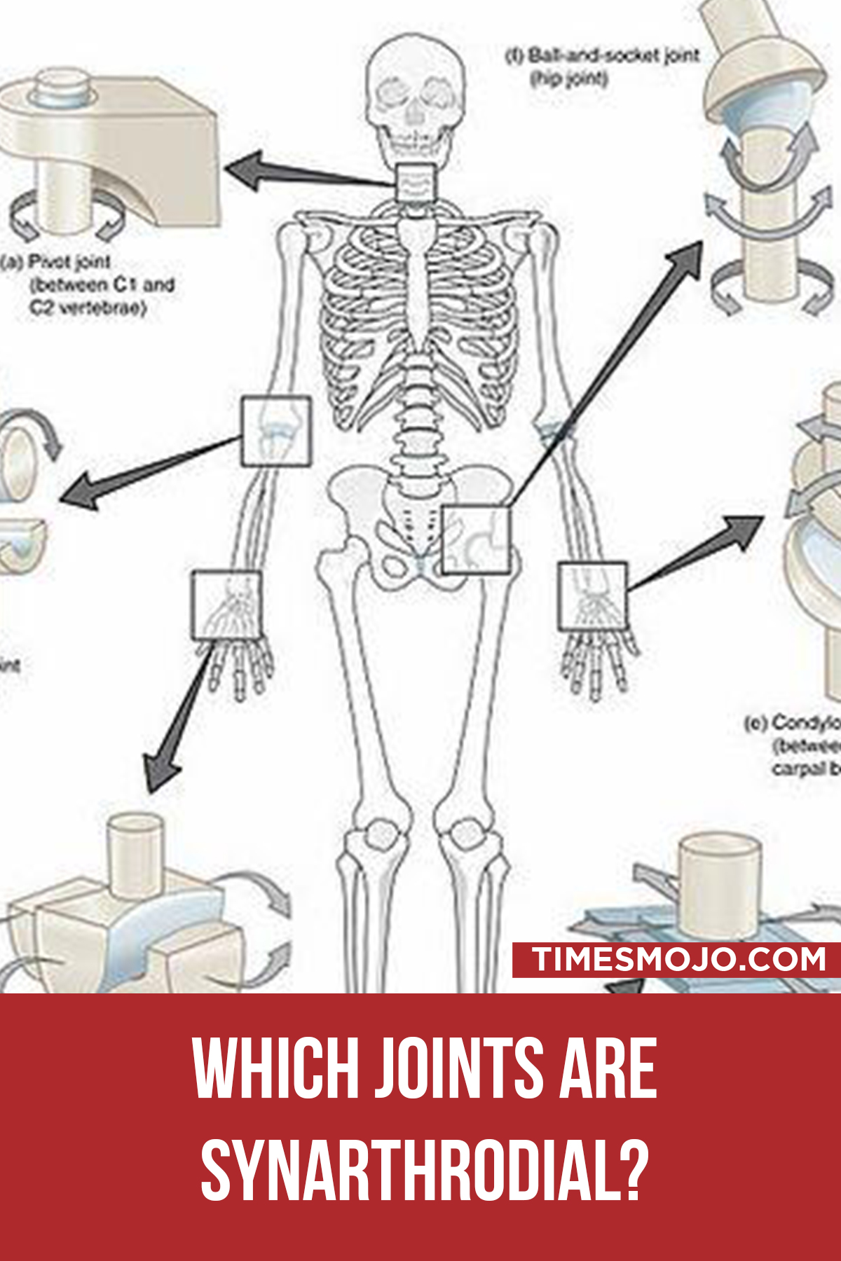 Which Joints Are Synarthrodial