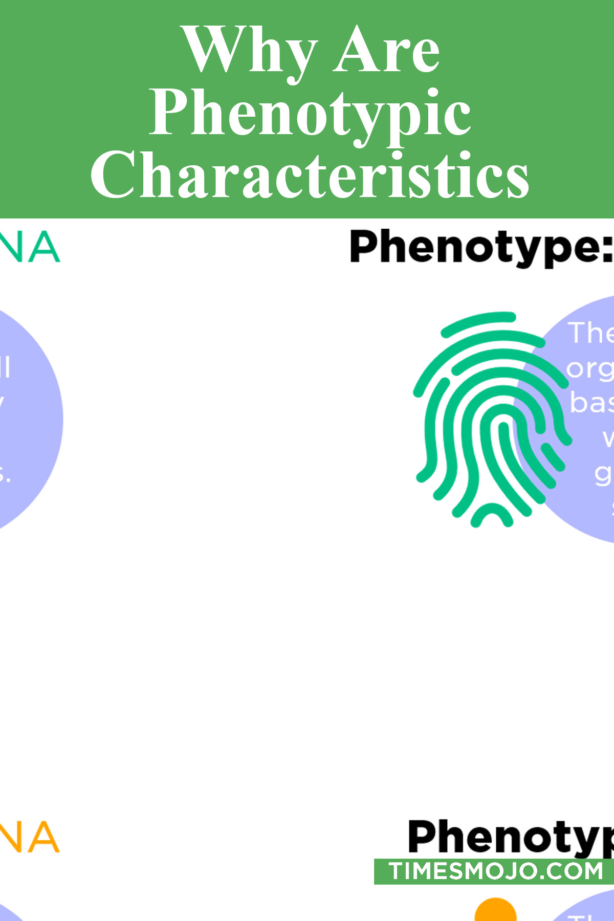 Why Are Phenotypic Characteristics Important