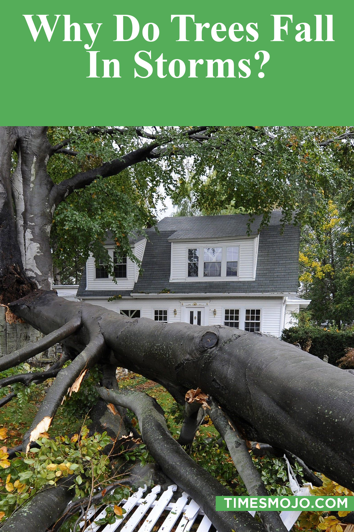 Why Do Trees Fall In Storms