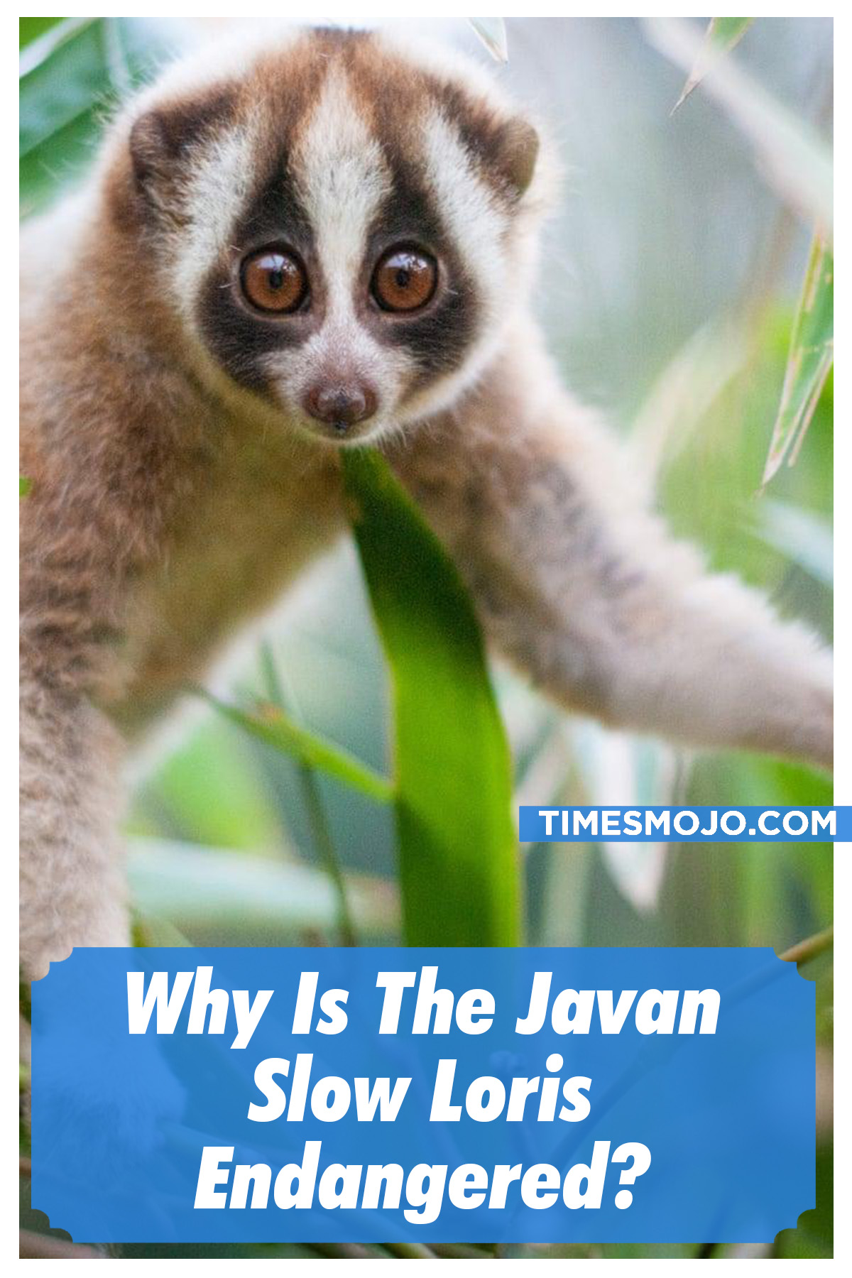 Why Is The Javan Slow Loris Endangered